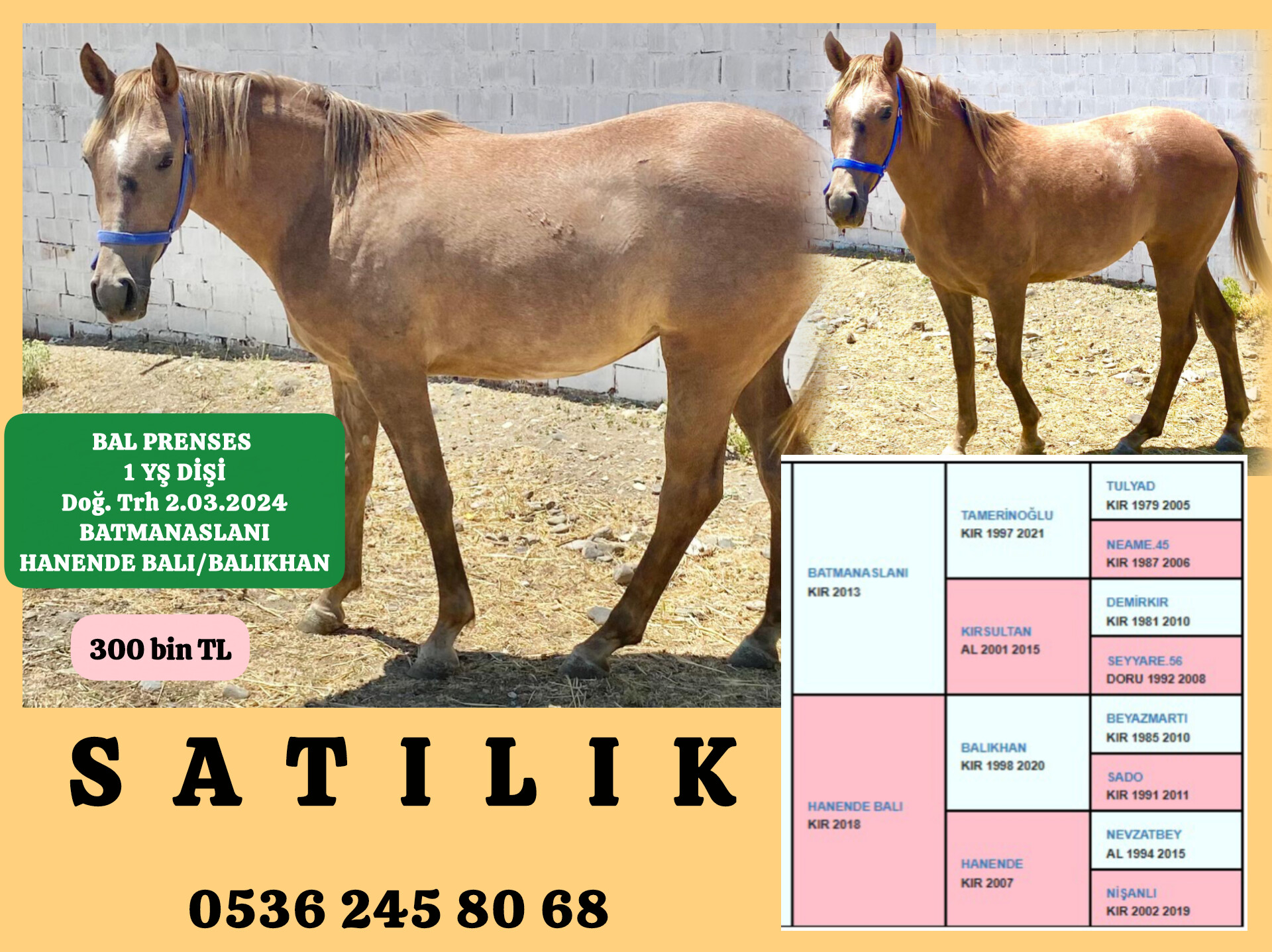 2024 DOĞUMLU BATMANASLANI DİŞİ TAYI ANNE:HANENDE BALI 300 BİN TL